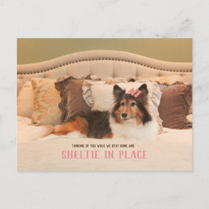 Cartão Postal Abrigo para cães em branco no lugar   Sheltie Post