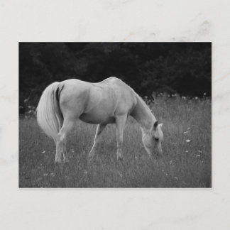 Cartão Postal Abril o Arabian