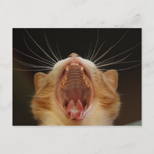 Cartão Postal Abrir grande Gatinho Yawning