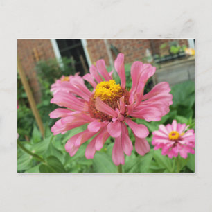Cartão Postal Abrir Zinnia Rosa