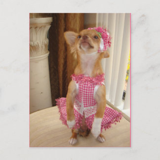 Cartão Postal absolutely cute chihuahua postcard