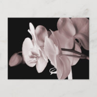 Abstrato de Fundo Preto da Flor Branca de Orquídea