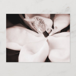 Cartão Postal Abstrato de Fundo Preto da Flor da Magnolia Branca