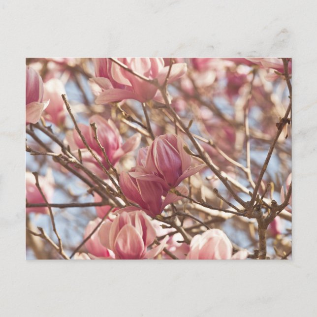 Cartão Postal Abstrato Fotografia de uma Árvore de Tulipa Rosa (Frente)