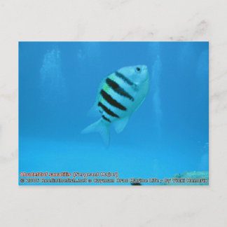Cartão Postal Abudefduf saxatilis (Sargento)