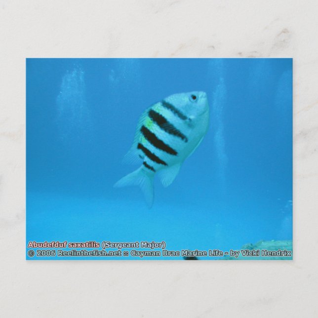 Cartão Postal Abudefduf saxatilis (Sargento) (Frente)