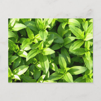 Cartão Postal Abundant Groundcover