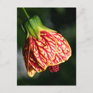 Cartão Postal Abutilon Biltmore Ballgrown