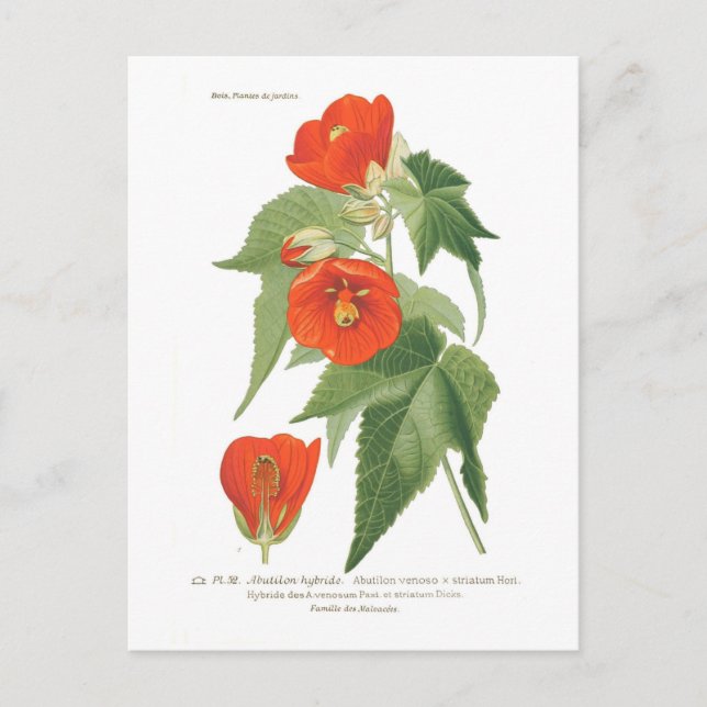 Cartão Postal Abutilon venoso x striatum (Frente)