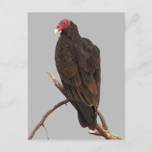 Cartão Postal Abutre