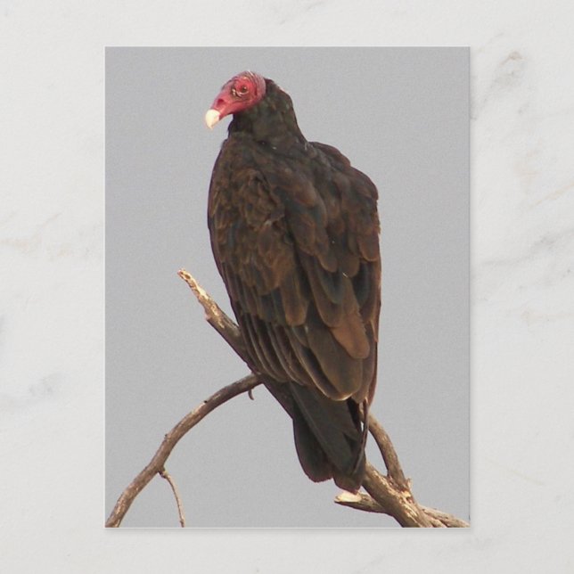 Cartão Postal Abutre (Frente)