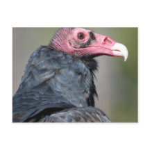 Abutre Ave de Rapina Rosto Vermelho