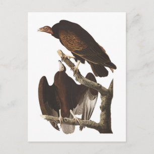 Cartão Postal Abutre-de-peru-de-Audubon