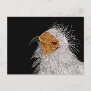Cartão Postal Abutre Egípcio Ilustrado