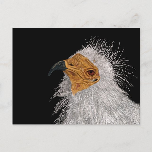 Cartão Postal Abutre Egípcio Ilustrado (Frente)