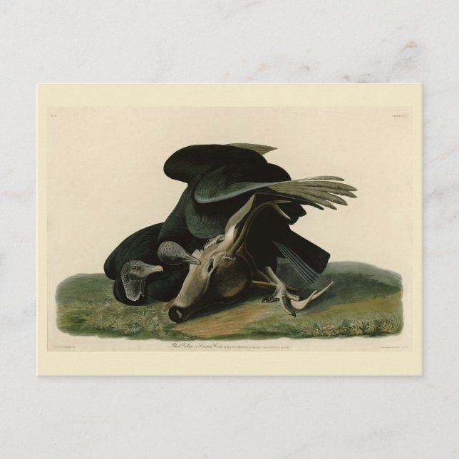 Cartão Postal Abutre Negro, das Aves da América de Audubon (Frente)