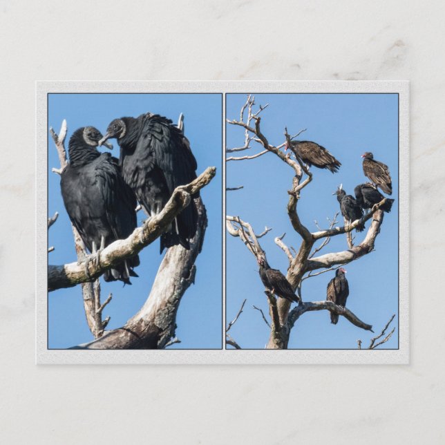 Cartão Postal Abutres (Frente)