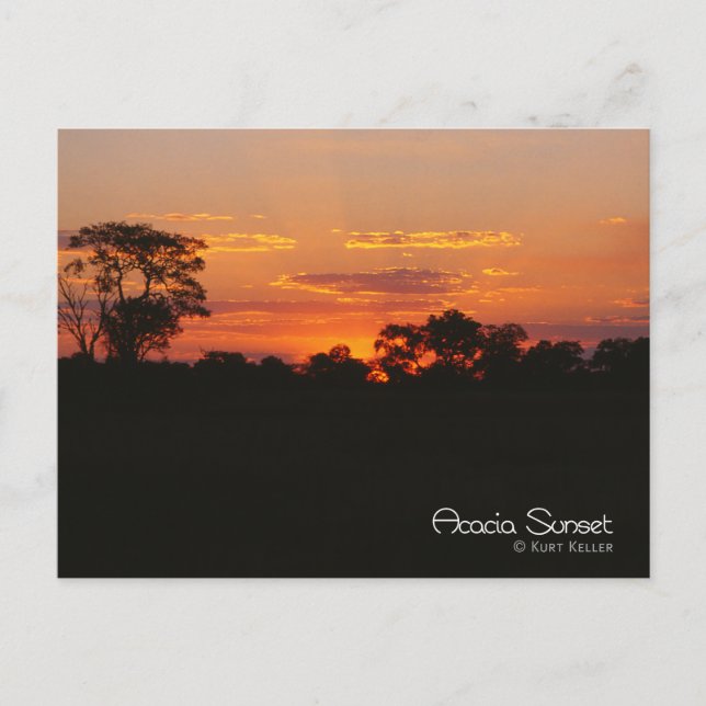 Cartão Postal Acacia Sunset (Frente)