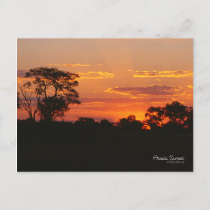 Cartão Postal Acacia Sunset