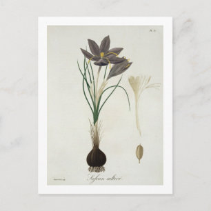Cartão Postal Açafrão de açafrão de "Phytographie Medicale"