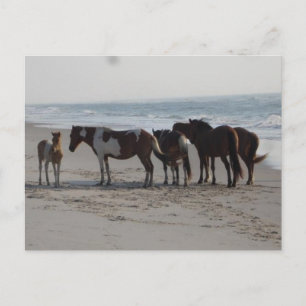 Cartão Postal Acampamento na Ilha de Assateague