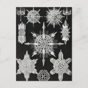 Cartão Postal Acanthophracta, Wunderstrahlinge Animal Aquático