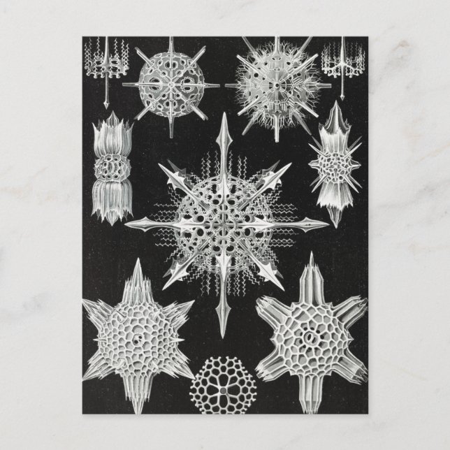 Cartão Postal Acanthophracta, Wunderstrahlinge Animal Aquático (Frente)