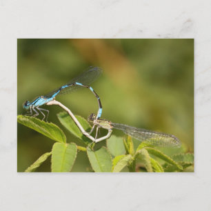 Cartão Postal Acasalamento de Damselflies