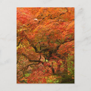 Cartão Postal Ácer japonês em cores de outono