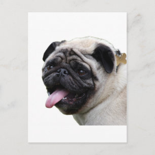 Cartão Postal Acessórios de fotos de Pug branco e bonito, adicio