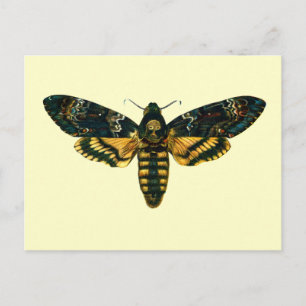 Cartão Postal Acherontia atropos (Hawkmoth Chefe da Morte)