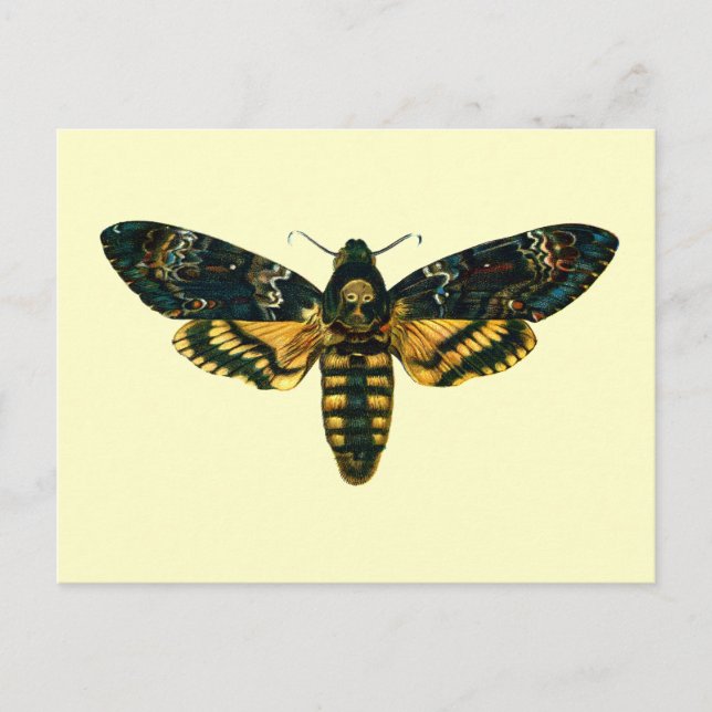 Cartão Postal Acherontia atropos (Hawkmoth Chefe da Morte) (Frente)