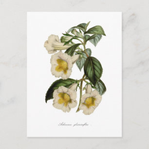Cartão Postal Achimenes gloxiniaeflora