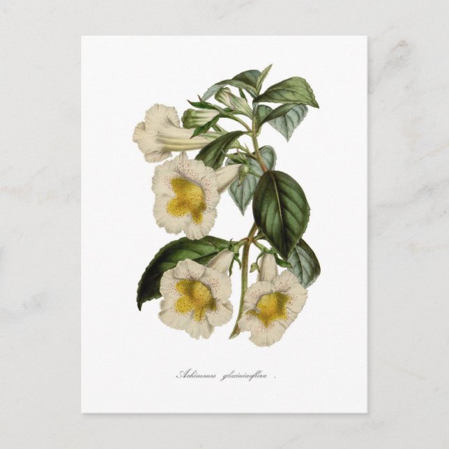 Cartão Postal Achimenes gloxiniaeflora (Frente)