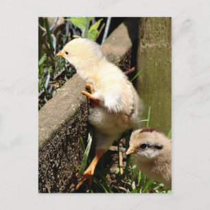 Cartão Postal Acho que posso