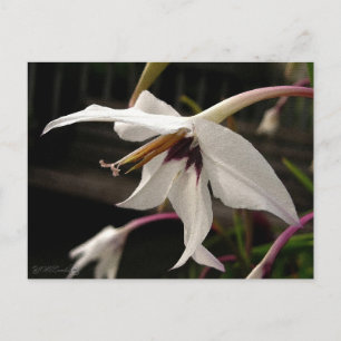 Cartão Postal Acidanthera ou tipo de flor do pavão
