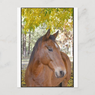 Cartão Postal Acionador ~ O Incrível Cavalo De Emergência