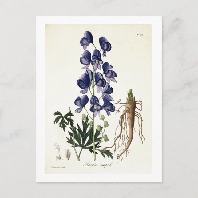 Cartão Postal Aconitum Napellus de 'Phytographie Medicale' por (Frente)