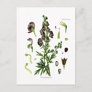 Cartão Postal Aconitum napellus (Monkshood)