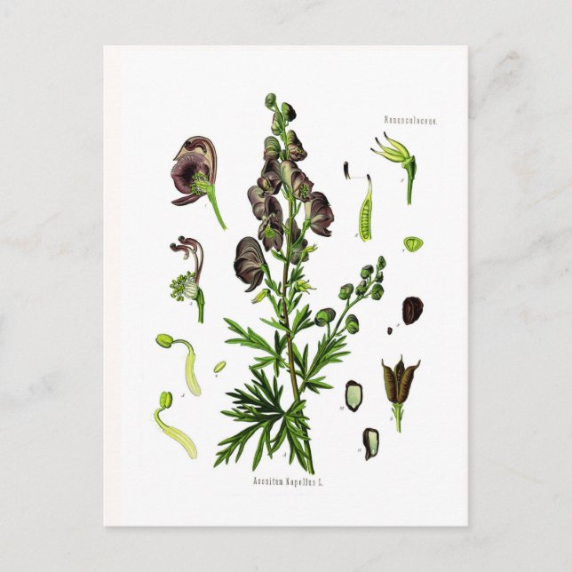 Cartão Postal Aconitum napellus (Monkshood) (Frente)