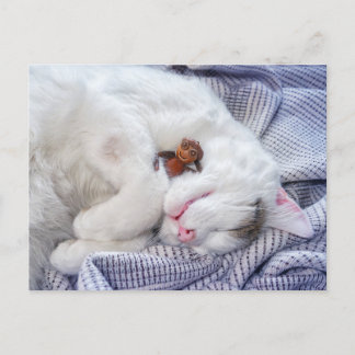 Cartão Postal Acorn elf com o gato