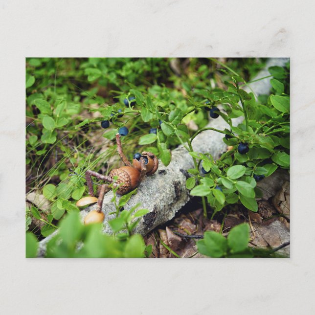 Cartão Postal Acorn elf preguiçoso comendo mirtilos (Frente)