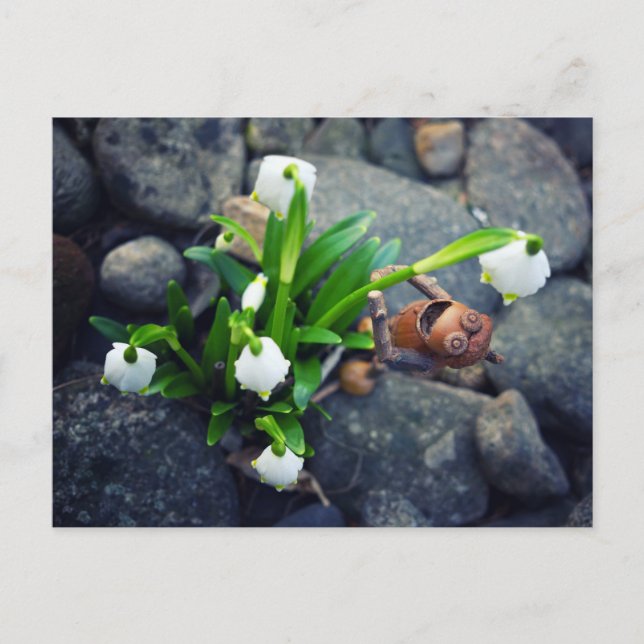 Cartão Postal Acorn elf with snowflake flower spring postcard (Frente)
