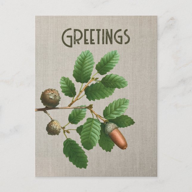 Cartão Postal Acorn Oak Leaves (Frente)