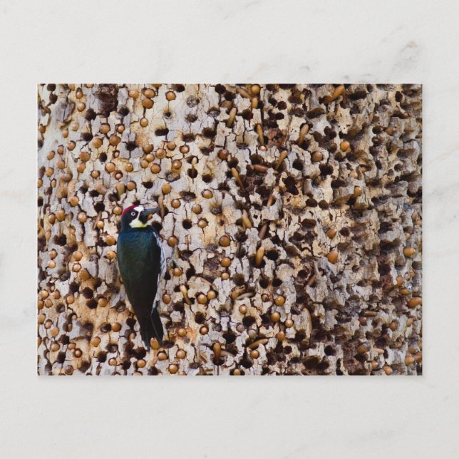 Cartão Postal Acorn Woodpecker (Frente)