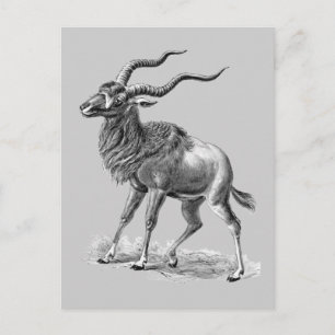 Cartão Postal Addax
