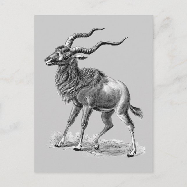 Cartão Postal Addax (Frente)