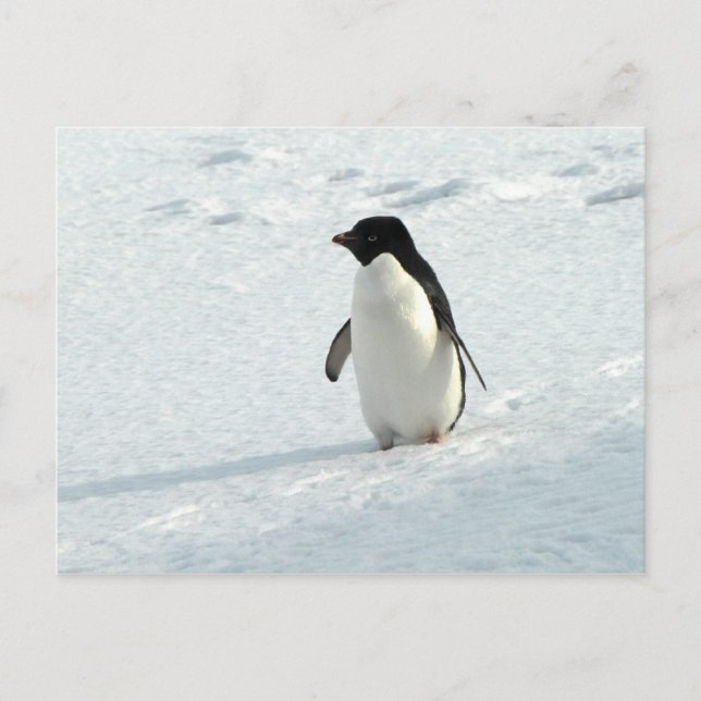 Cartão Postal Adelie Penguin (Frente)