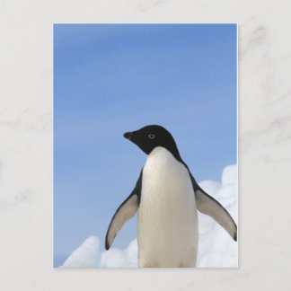 Cartão Postal Adelie Penguin