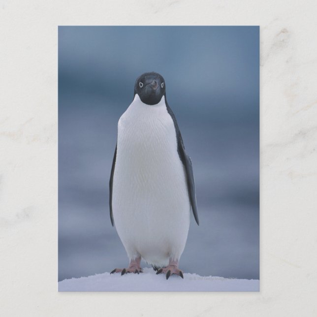 Cartão Postal Adelie Penguin sobre gelo (Frente)